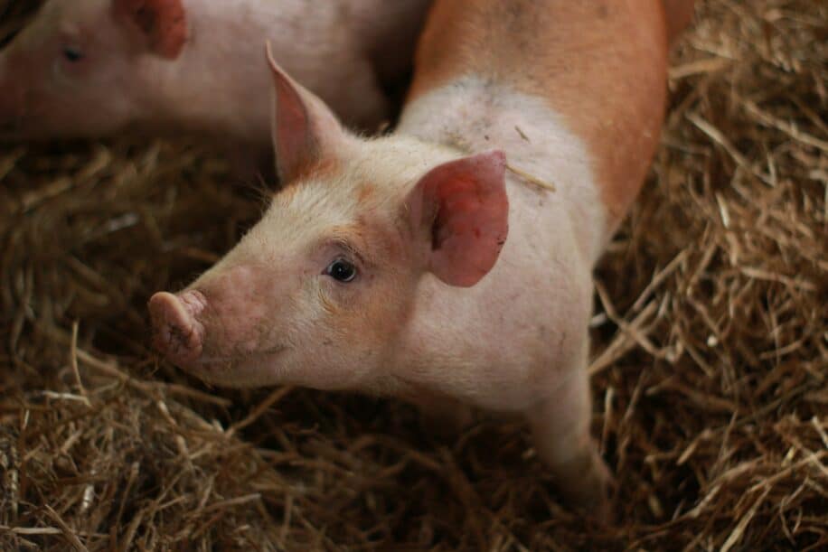 porcs crispr fda