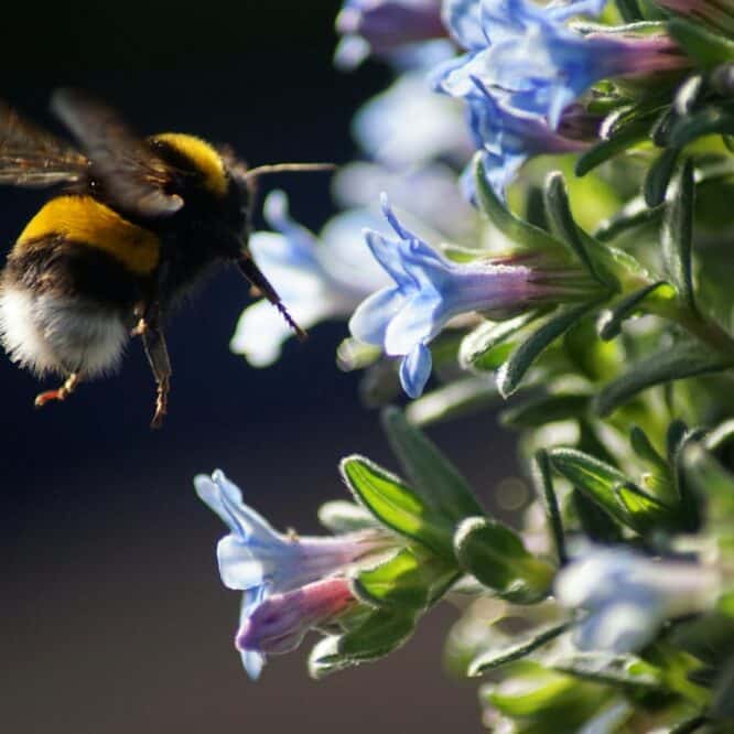 abeille intelligence collective