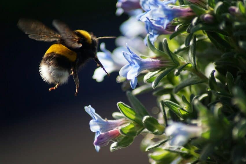abeille intelligence collective