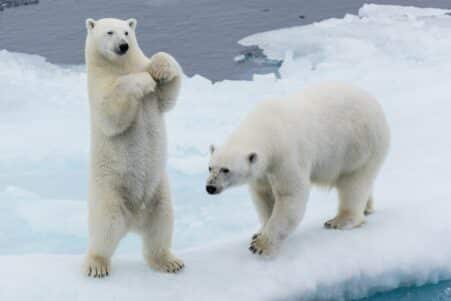 arctique sans banquise
