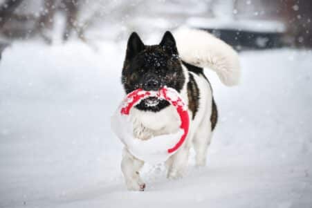 chiens noms objets