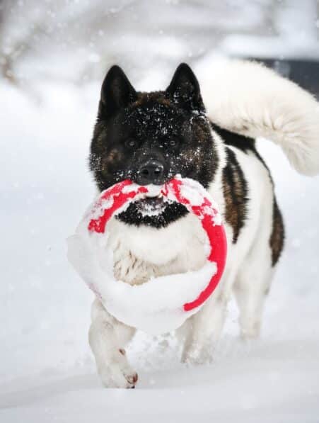 chiens noms objets