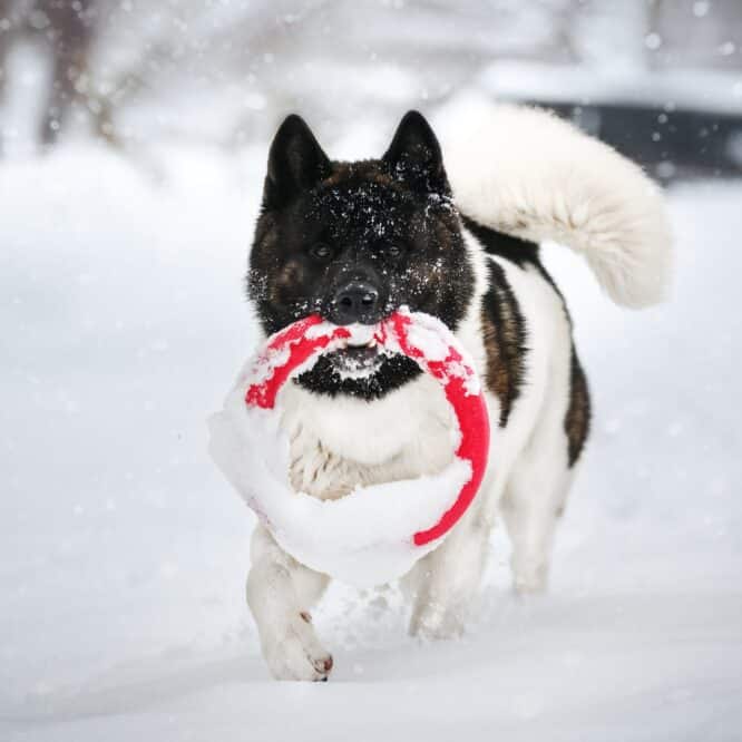 chiens noms objets