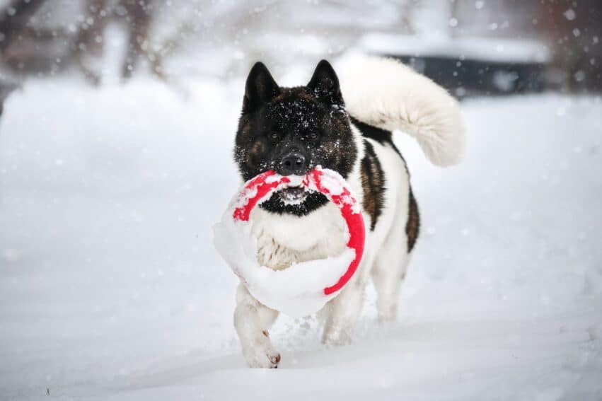 chiens noms objets