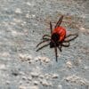 entreprise a mis point pilule pour prevenir maladie lyme couv