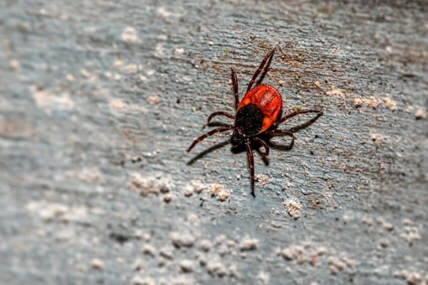 entreprise a mis point pilule pour prevenir maladie lyme couv