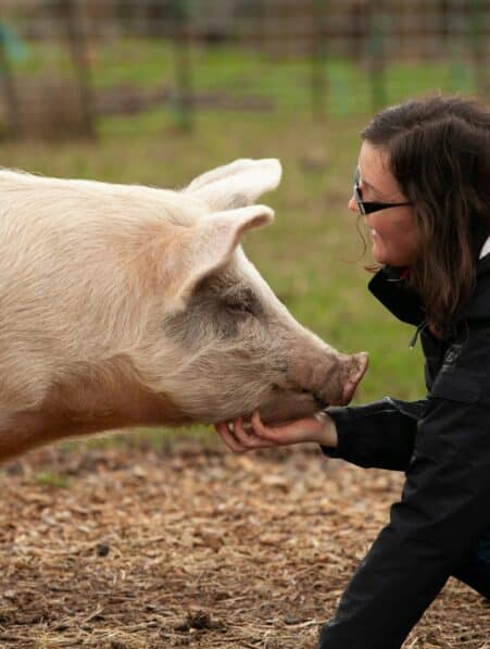 humain virus animaux