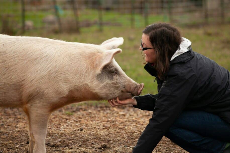 humain virus animaux