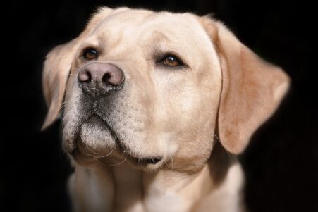 mutation obesite labradors