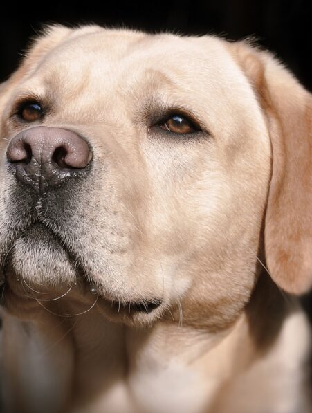 mutation obesite labradors