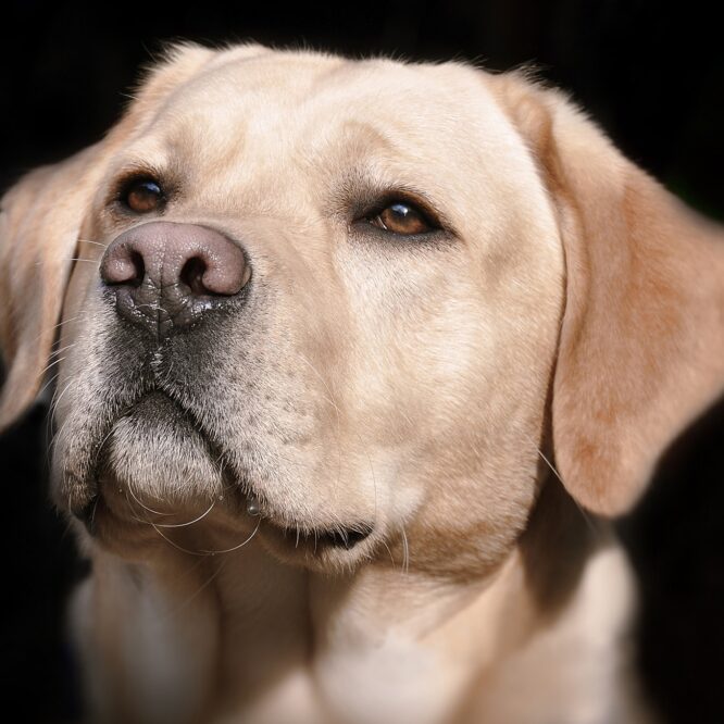 mutation obesite labradors