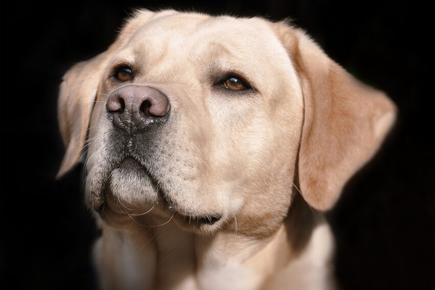 mutation obesite labradors