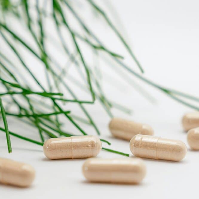 prebiotique memoire agees