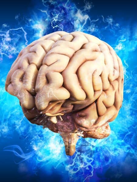 revenu vieillissement cerebral