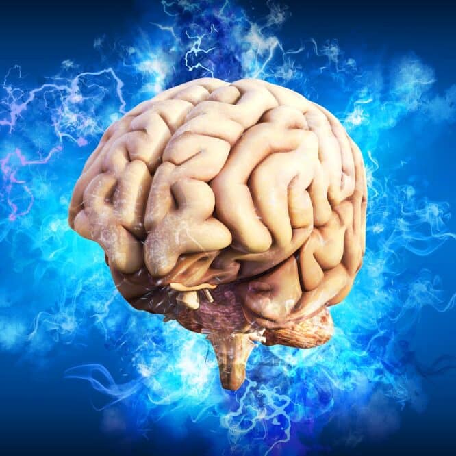 revenu vieillissement cerebral