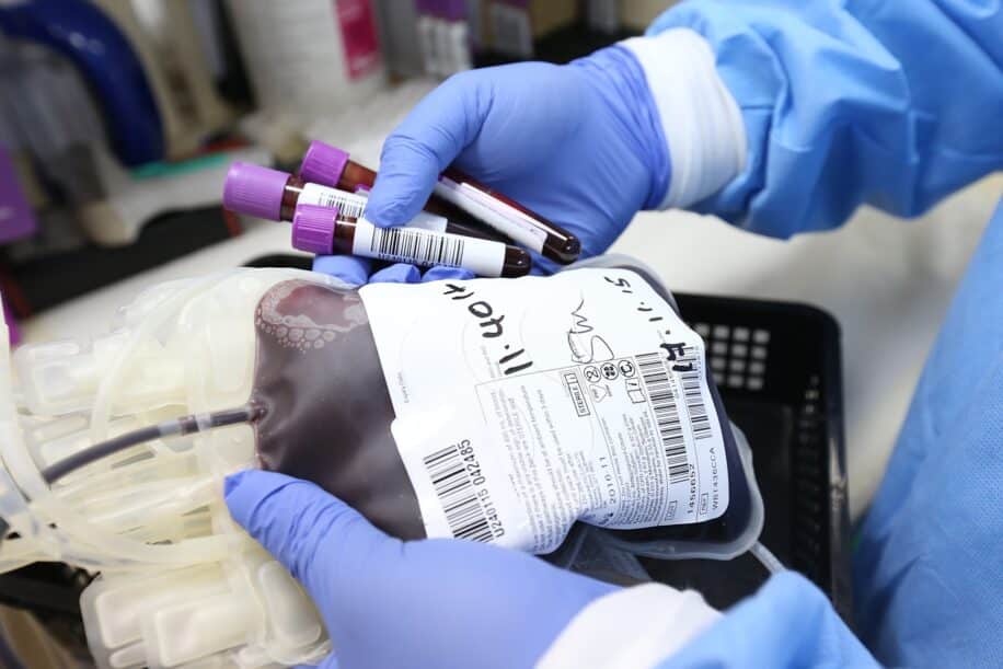 alzheimer greffe transfusion