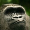 animaux changement comportement durant eclipse solaire couv