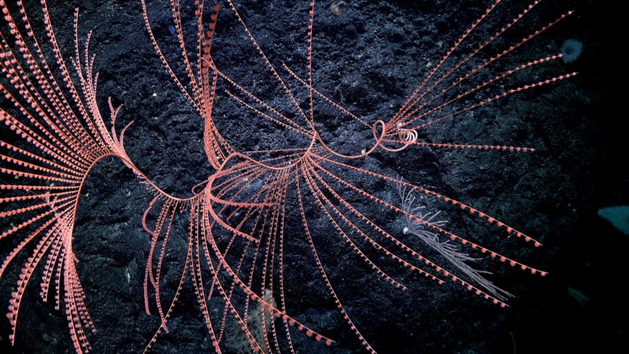 bioluminescence coraux premiere fois