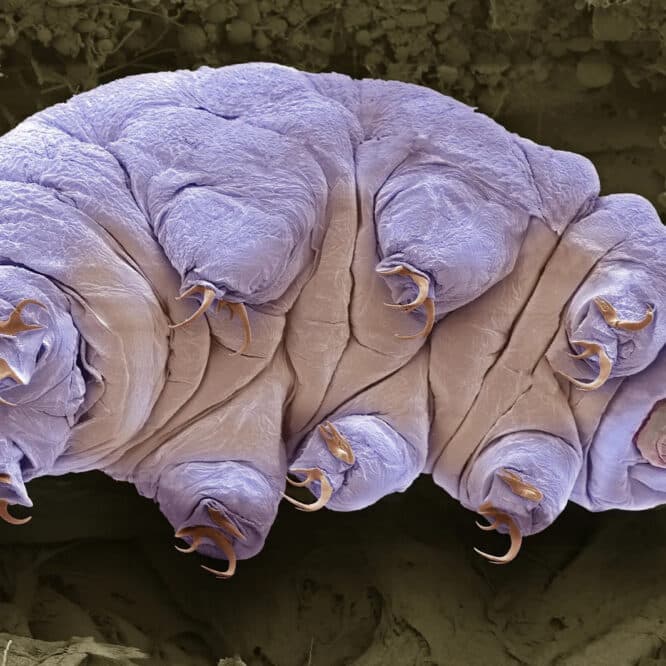 proteine tardigrade cellules