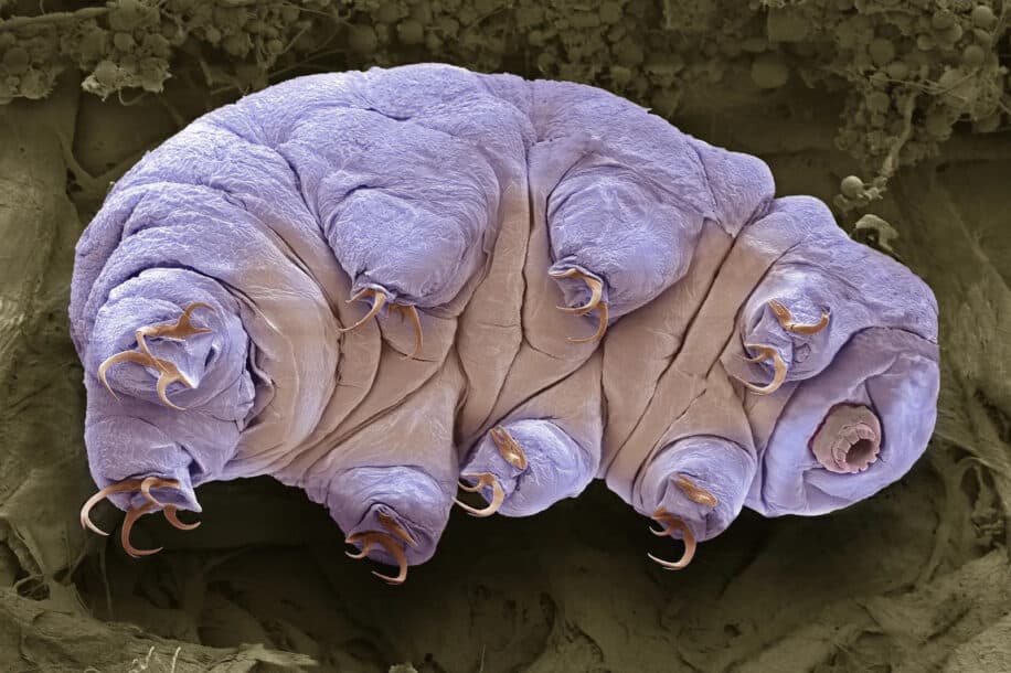 proteine tardigrade cellules