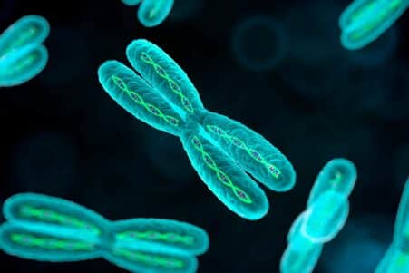 chromosomes x auto-immune femmes