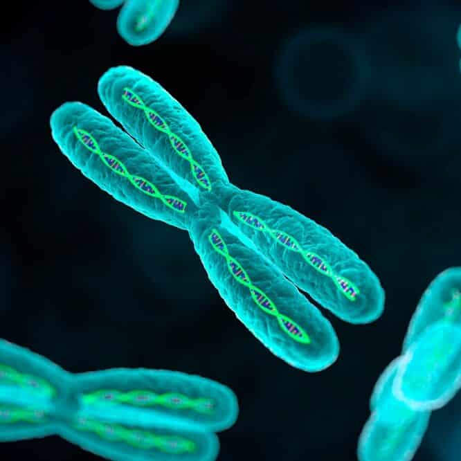 chromosomes x auto-immune femmes