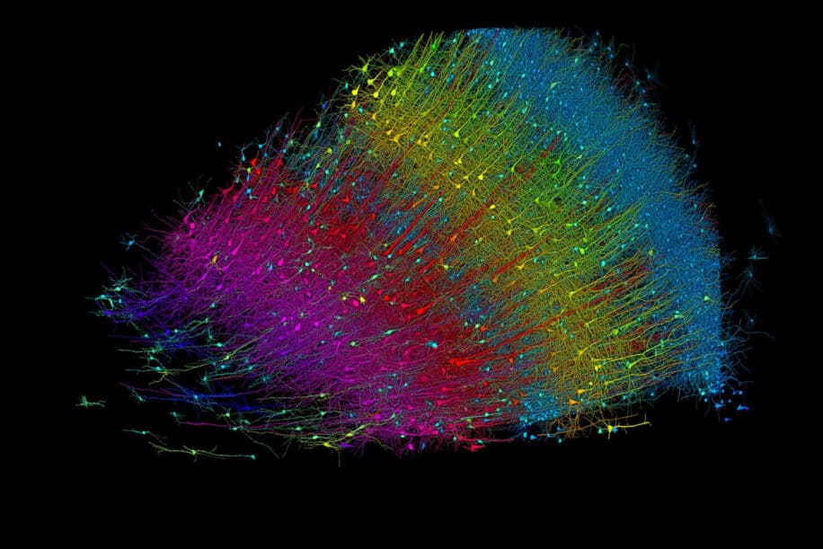 google cartographie cerveau couv