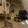 grippe aviaire h5n1 chats infectes apres avoir bu lait vache couv