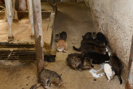 grippe aviaire h5n1 chats infectes apres avoir bu lait vache couv