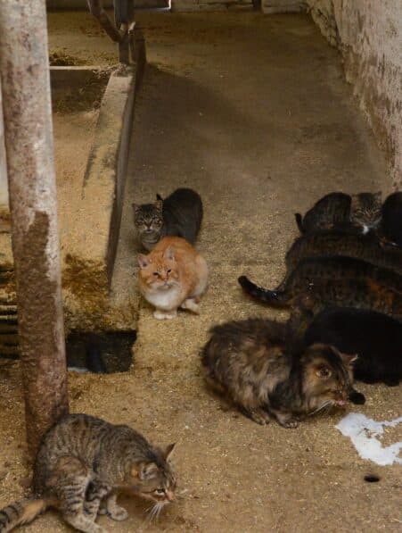 grippe aviaire h5n1 chats infectes apres avoir bu lait vache couv