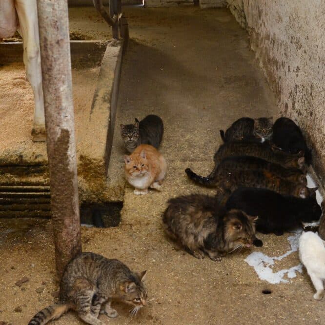 grippe aviaire h5n1 chats infectes apres avoir bu lait vache couv