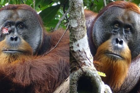 orang outan soigne blessure plante