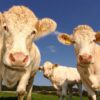 scientifiques publient resultats tests effectues americain atteint grippe aviaire ah5n1 couv