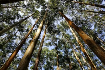 CO2 eleve croissance arbres