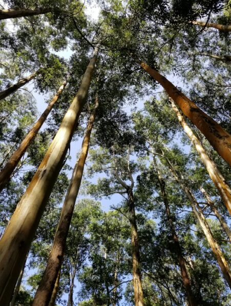 CO2 eleve croissance arbres