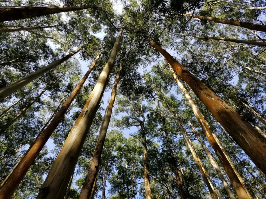 CO2 eleve croissance arbres