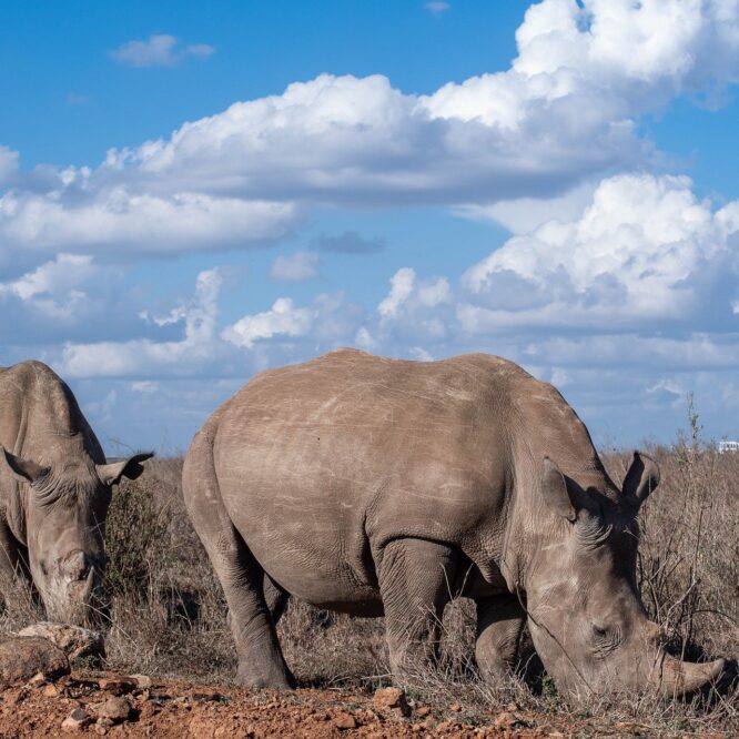 Des rhinocéros aux cornes radioactifs pour lutter contre le braconnage en Afrique du Sud
