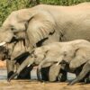 elephants appeler noms