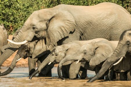 elephants appeler noms