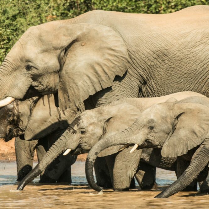 elephants appeler noms