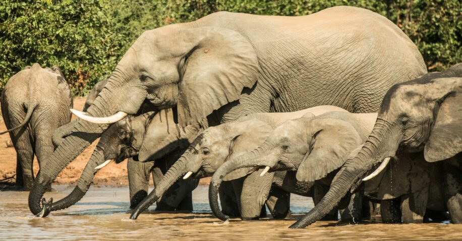 elephants appeler noms