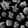 plancton extinction masse couv