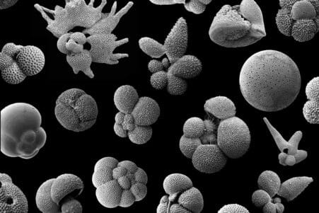 plancton extinction masse couv
