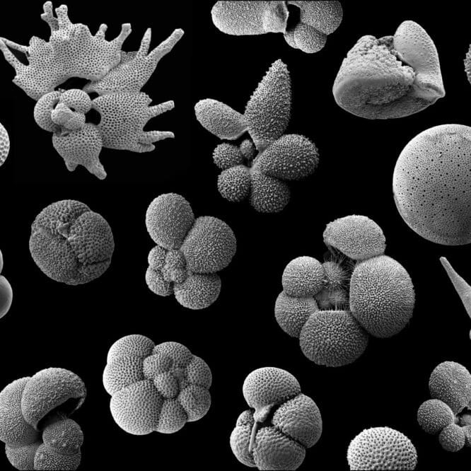 plancton extinction masse couv