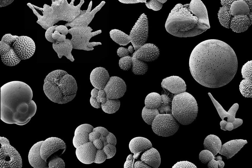 plancton extinction masse couv