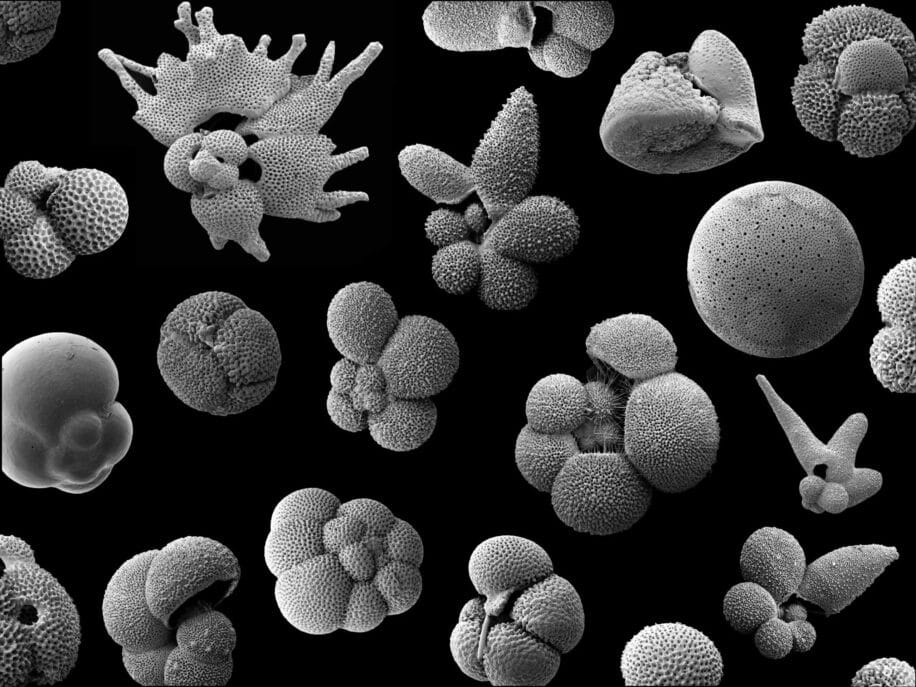 plancton extinction masse couv