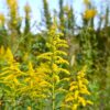 plantes dotees intelligence mises evidence couv