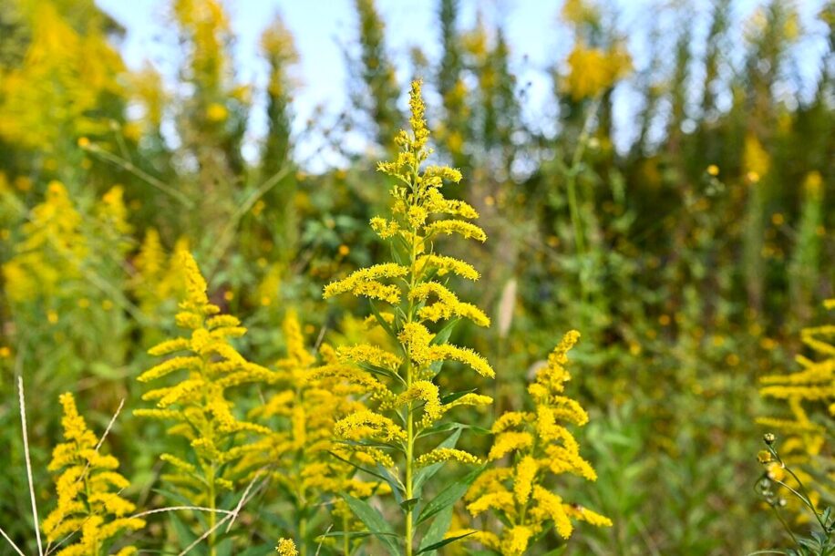 plantes dotees intelligence mises evidence couv