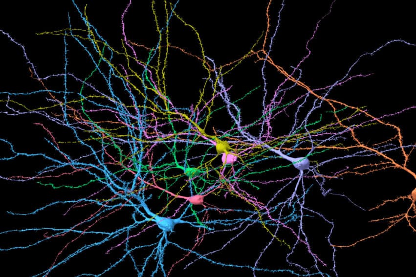 structure cerveau transition phase