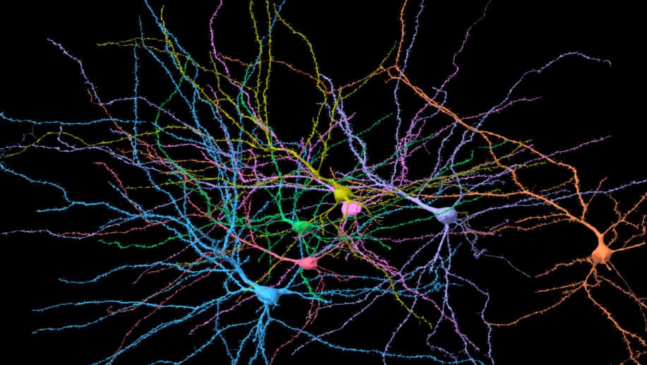 structure cerveau transition phase